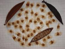 Frutos y semillas de sacha guasca (<i>Dolichandra cynanchoides</i>)<br>Foto: Gastón